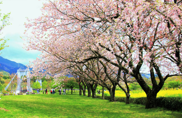 秦野戸川公園「春爛漫」